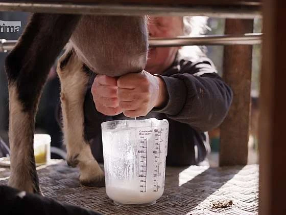 Člověk dojí domázi kozu ručně do měrné sklenice.