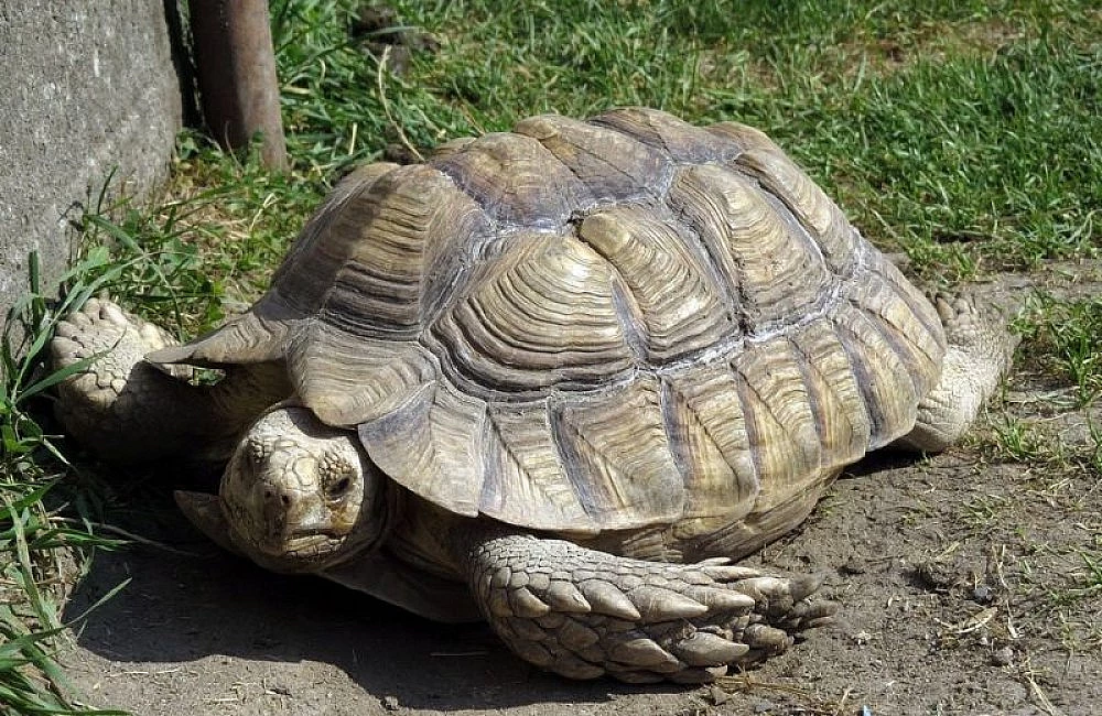Velká africká želva ostruhatá na trávníku.