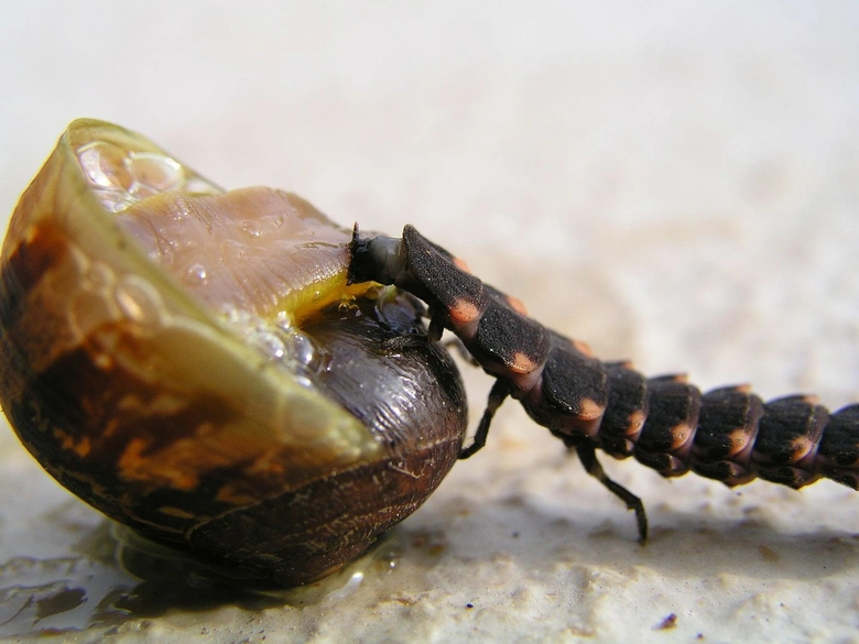 Larva světlušky krmit měkkýše v chovu