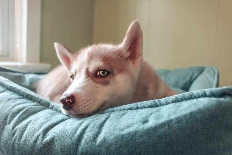 Štěně husky leží na modrém pelíšku u okna