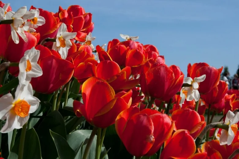 Jasné červené tulipány s bílými narcisy na modré obloze.