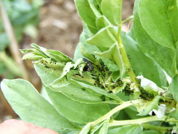 Larva berušky na rostlině, která se živí škůdcem