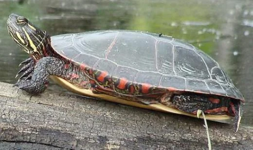 Vodní želva s červenými pruhy na břiše a hlavě