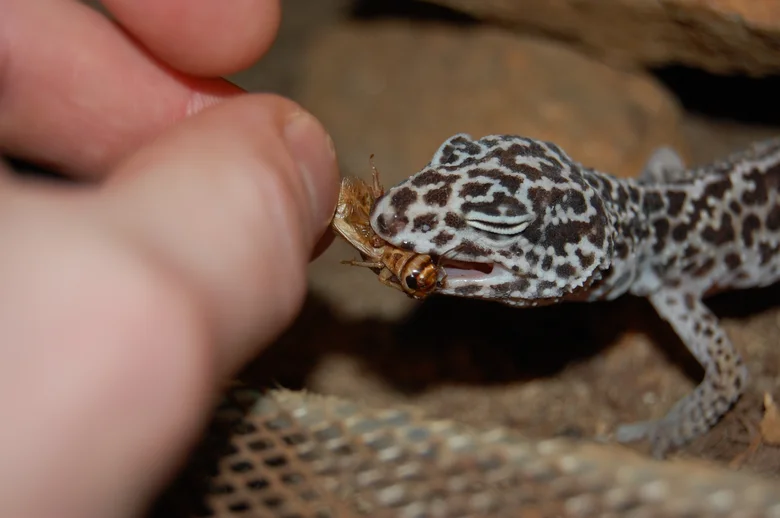 Geckoník se krmit hmyzem z ruky