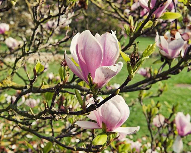 Růžové květy magnolie na větvích