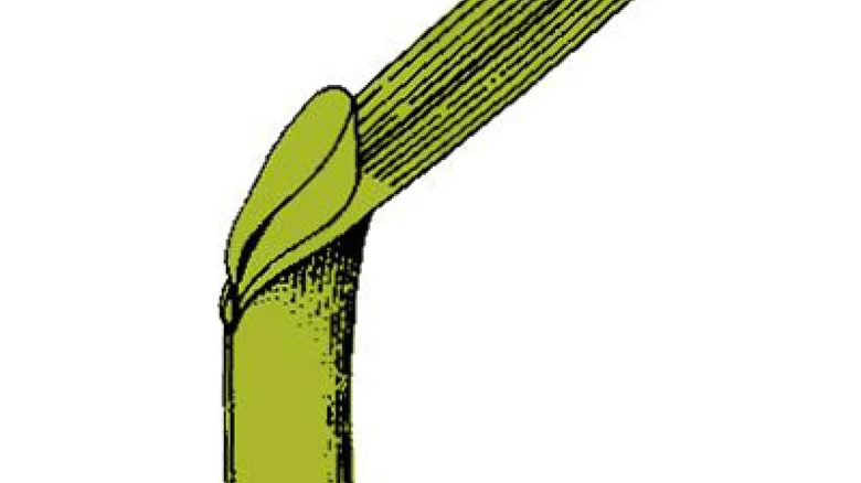 Ilustrace stonku lipnice roční s listy přiléhajícími k uzlu.