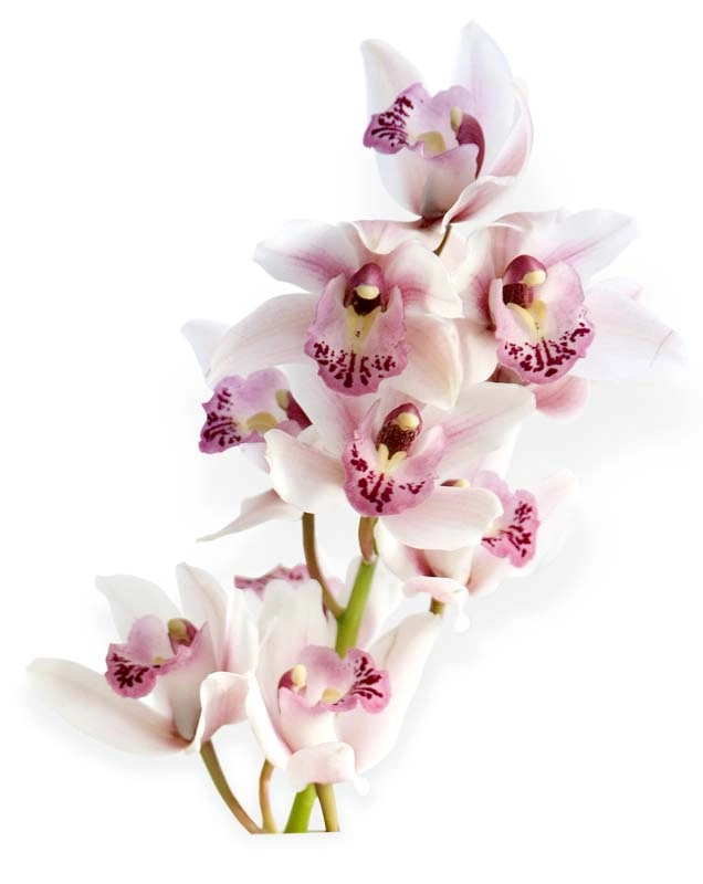 Květ orchideje v plném rozkvětu, růžové a bílé okvětní lístky