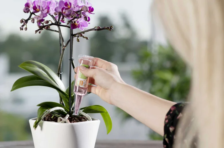 Osoba podává rostlině orchidejí živiny z lahvičky