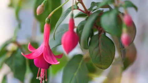 Závěsné růžové květy fuchsie na balkonovém rostlině