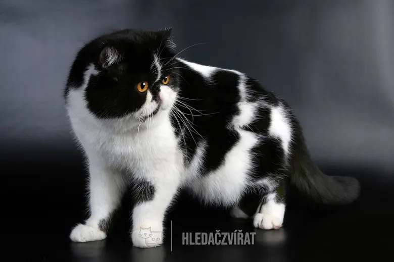 Exotická kočka s černobílým kožíškem