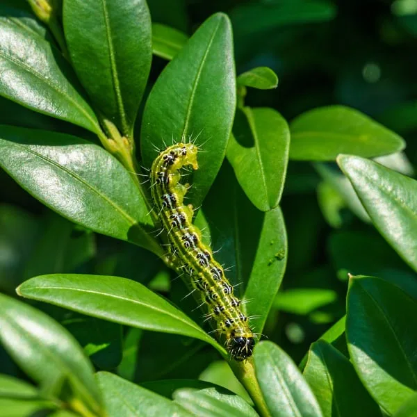 Škůdce na buxus, zelený hmyz na listech