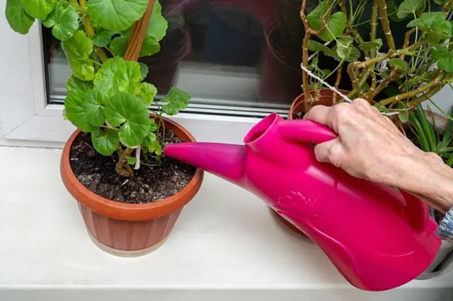 Zavlažování muškátu v květináči na okenním parapetu