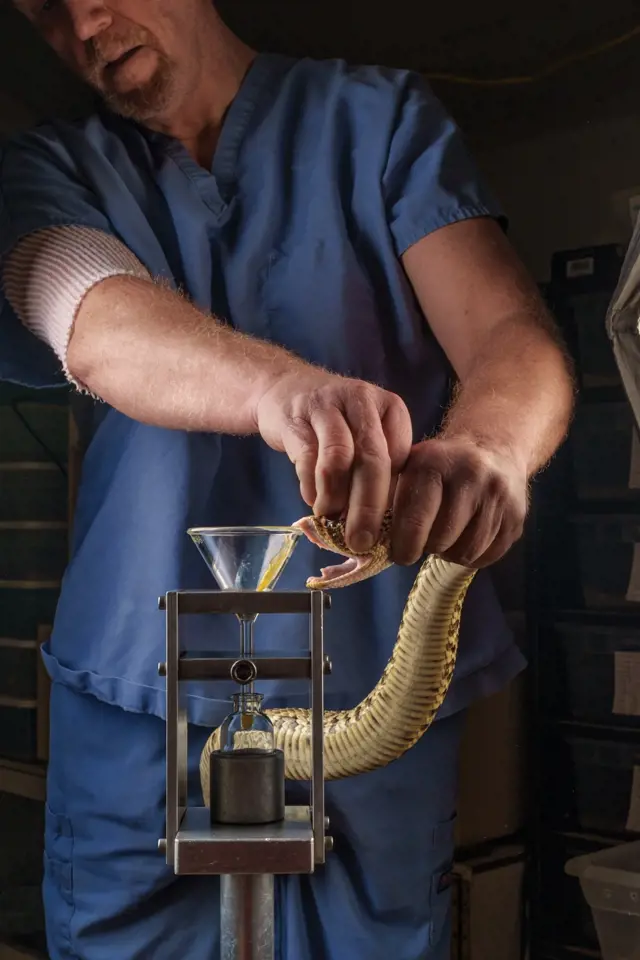 Pracovník extrahuje jed z chřestýše západního pomocí speciálního zařízení.
