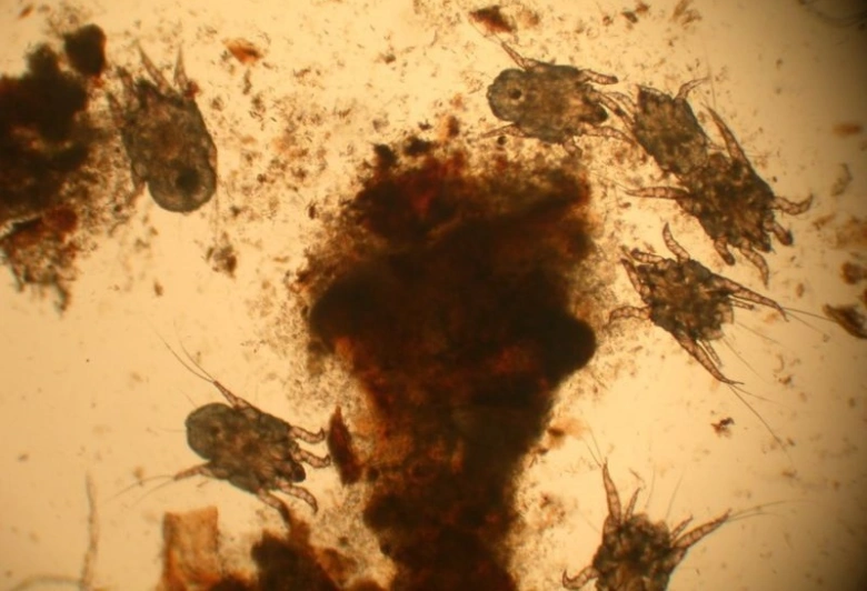 Mikroskopický pohled na ušní klíště u koček