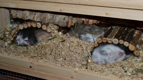 Křečíci Campbellovi v dřevěném domku s hnízdem.