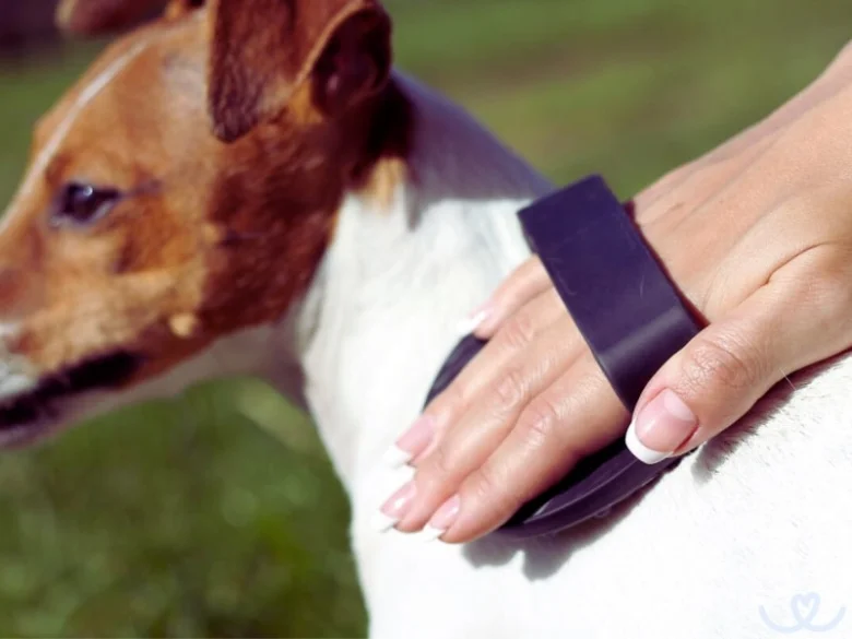 Ruka hladí Jack Russella teriéra na trávě