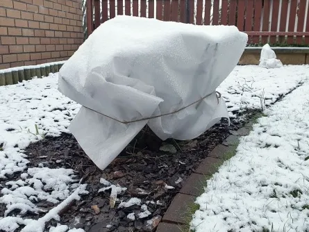 Muškát chráněný bílou látkou před sněhem