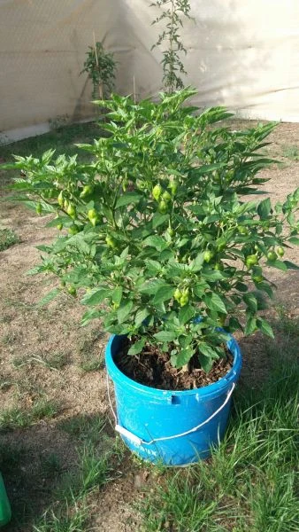 Paprika v květináči s plody - vhodná pro zaštipování