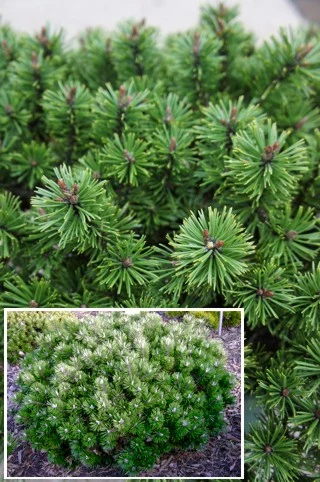 Přiblížený pohled na jehličí stromu Pinus mugo v zahradě.