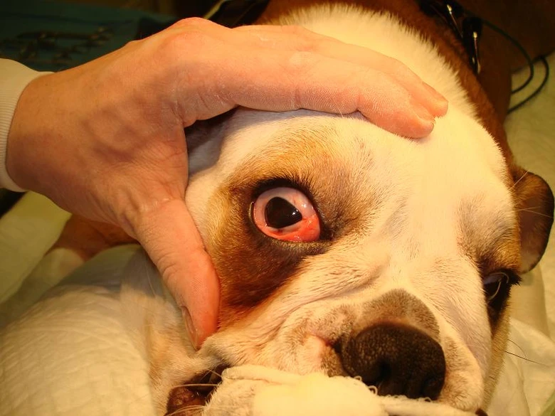 Anglický buldok při veterinárním vyšetření očí
