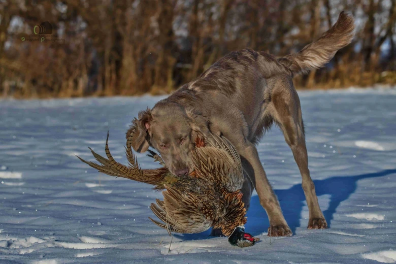 Weimaraner s kachnou v zimní krajině