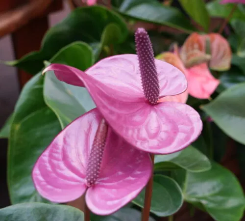 Růžový anthurium v květu s lesklými listy
