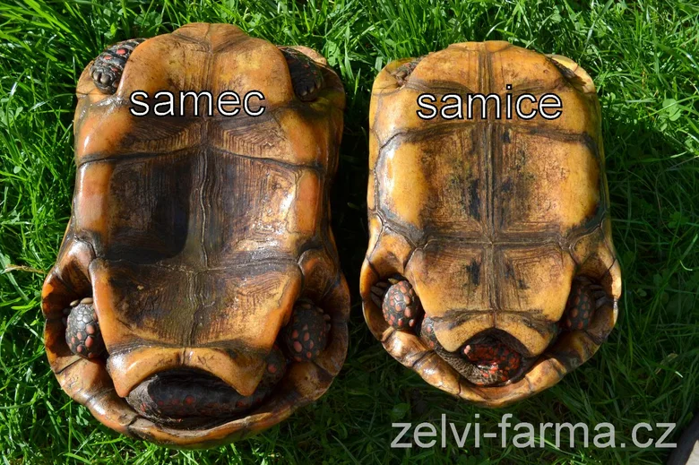 Želva uhlířská, mužský a ženský exemplář