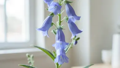 Jak pěstovat zvonek campanula isophylla doma - ilustrační foto
