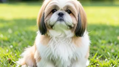 Jak pečovat o plemeno shih-tzu - ilustrační foto