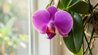 Jak pěstovat orchideje vanda správně - ilustrační foto