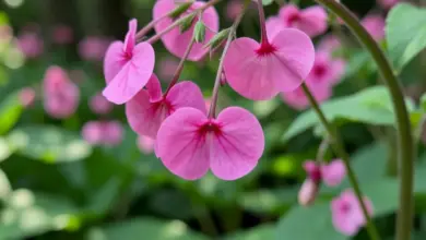 Jak pěstovat srdcovku dicentra spectabilis - ilustrační foto