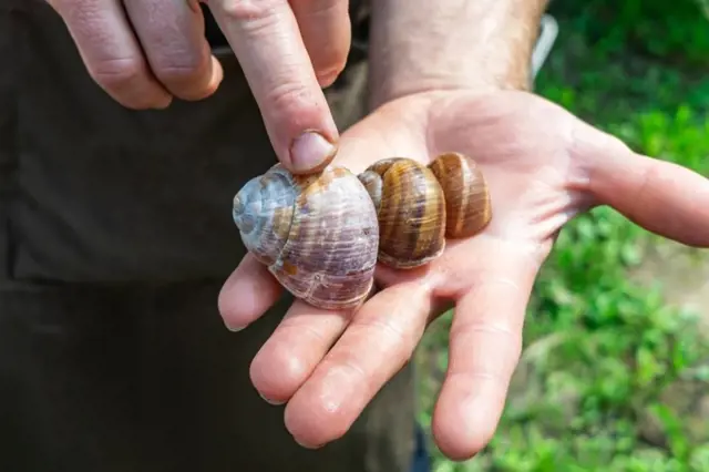 Ruce drží tři hlemýždě zahradní s ukázkou jejich mušlí.