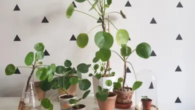 Pilea peperomioides plants in pots and vase