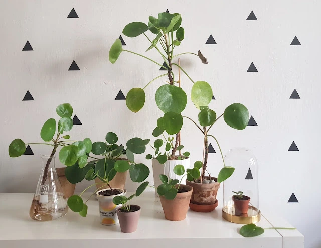 Pilea peperomioides plants in pots and vase