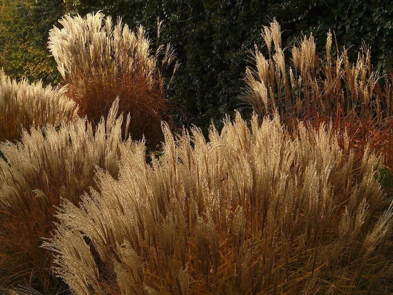 Zlaté květenství ozdobnice miscanthus v zahradním prostředí.