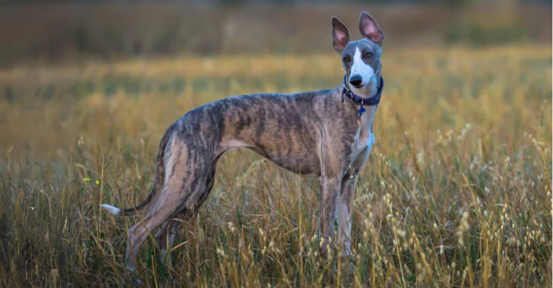 Šedý pes plemene greyhound stojí na travnatém poli.