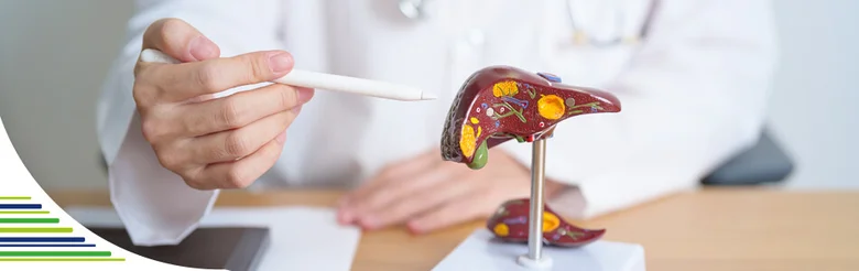 Lékař ukazuje na model jater při vysvětlování příznaků hepatitidy typu B.