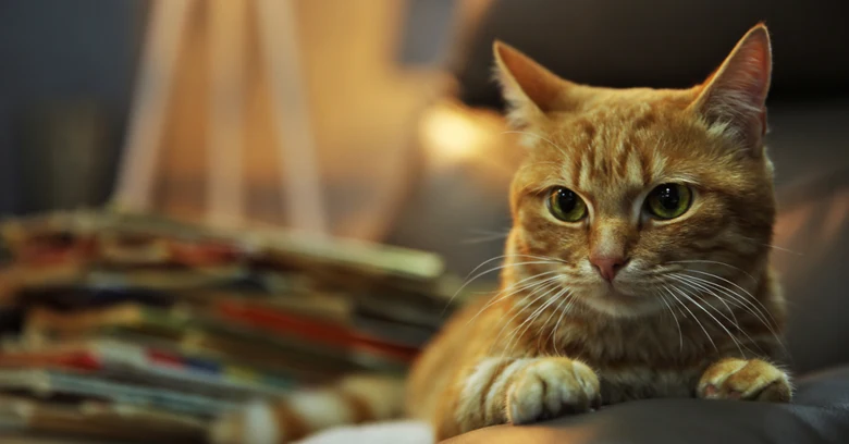 Orange tabby cat