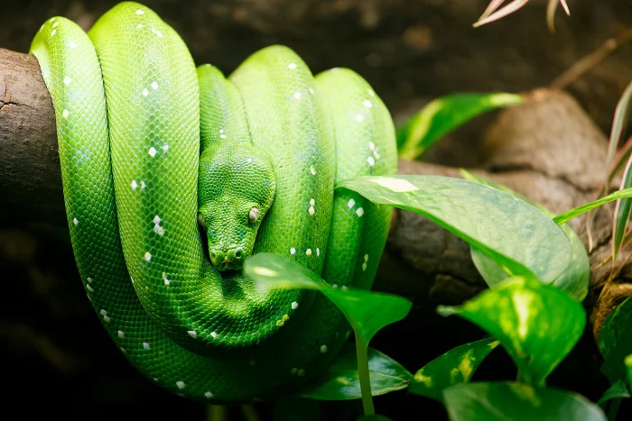 Green tree python coiled on branch