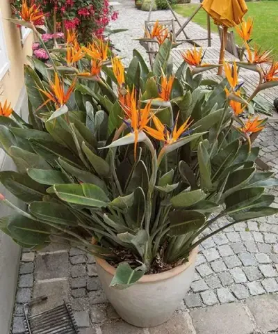 Bird of paradise plant in pot