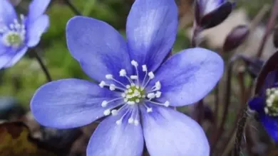 Blue liverwort flower