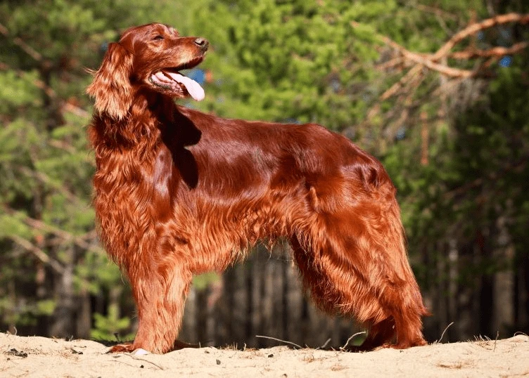 Irish Setter pes stojí na písku v lese.