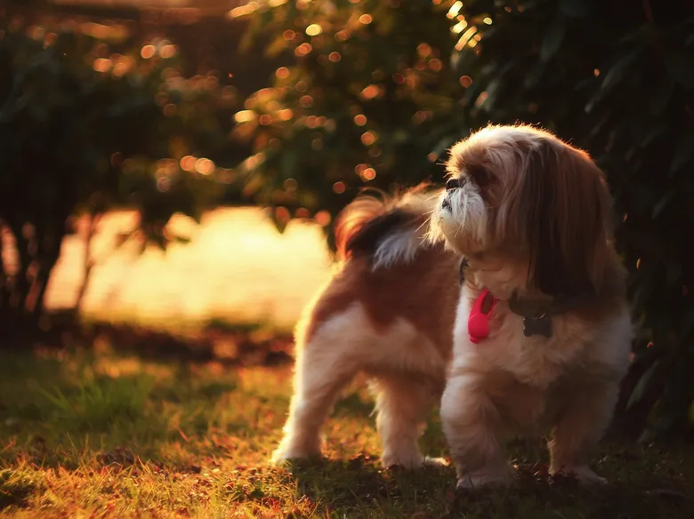 Majestátní shih-tzu stojí na trávníku v záři slunce.