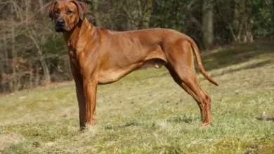 Hnědý rhodéský ridgeback stojí na trávníku v přírodě.