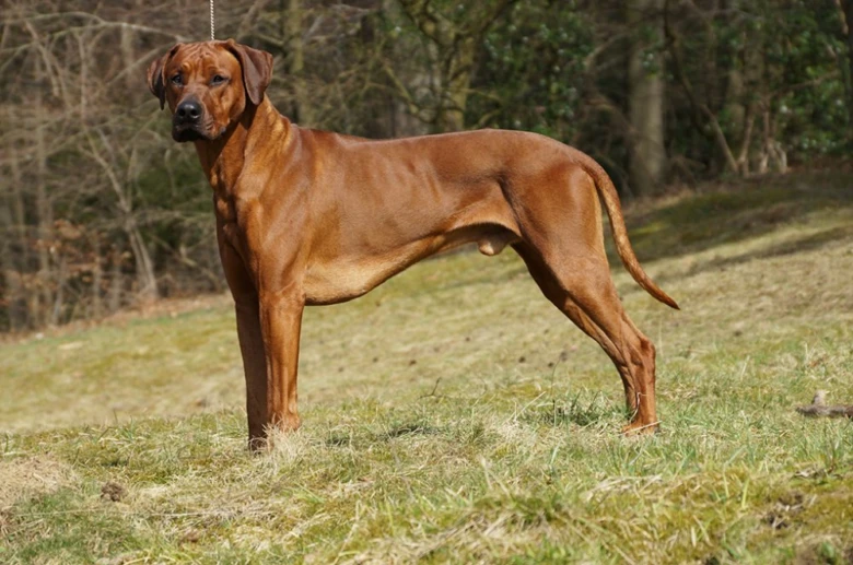 Hnědý rhodéský ridgeback stojí na trávníku v přírodě.