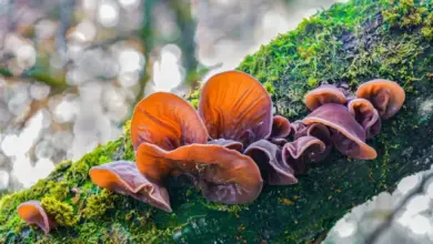 Judas ear fungus on tree branch