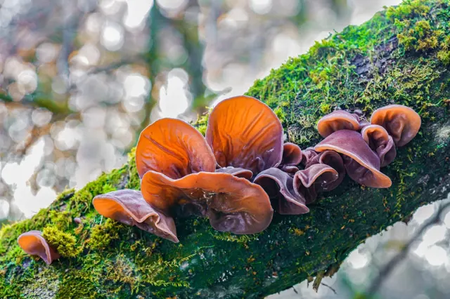Judas ear fungus on tree branch