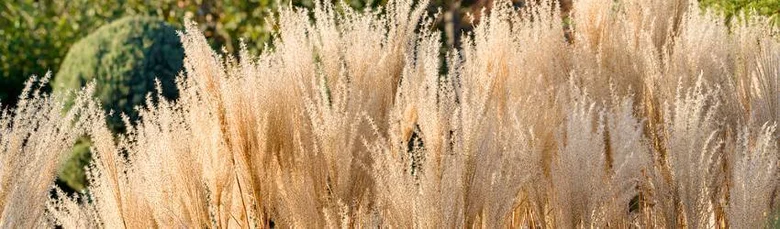 Zlaté stonky ozdobnice miscanthus v zahradě na slunci.