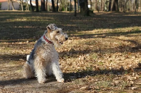 Drsnosrstý foxteriér sedí na zemi v parc.