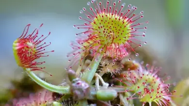 Detailní fotografie masožravé rostliny Drosera s červenými chomáčky.